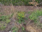 Coleostephus myconis (1)