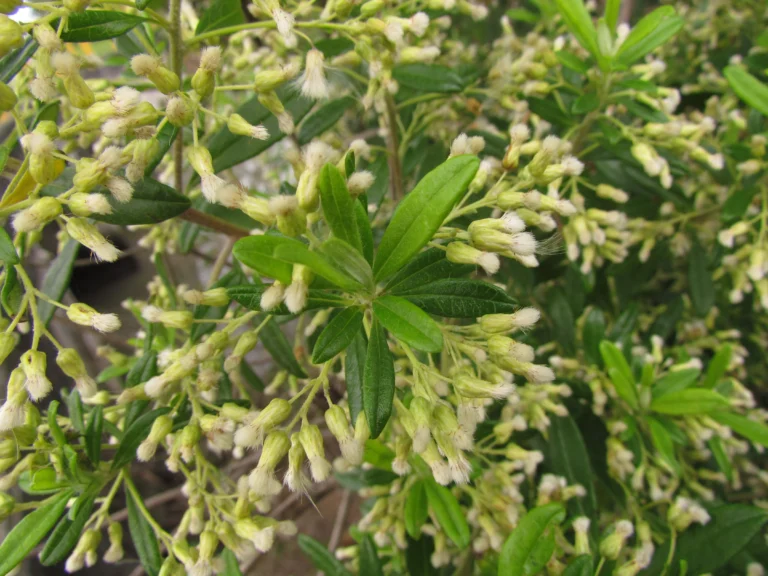 Bacharis calvescens (27)