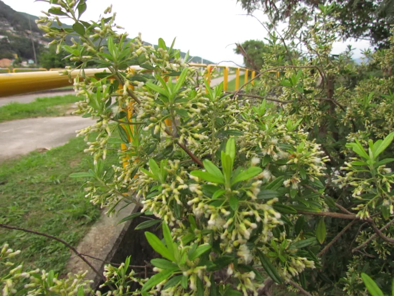 Bacharis calvescens (23)
