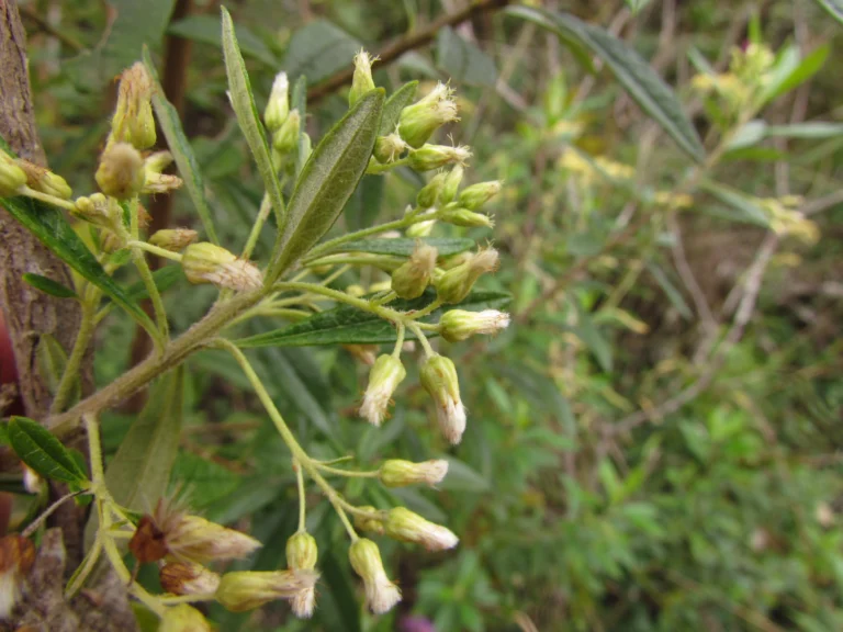 Bacharis calvescens (19)