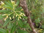 Bacharis calvescens (17)