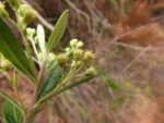 Bacharis calvescens (7)