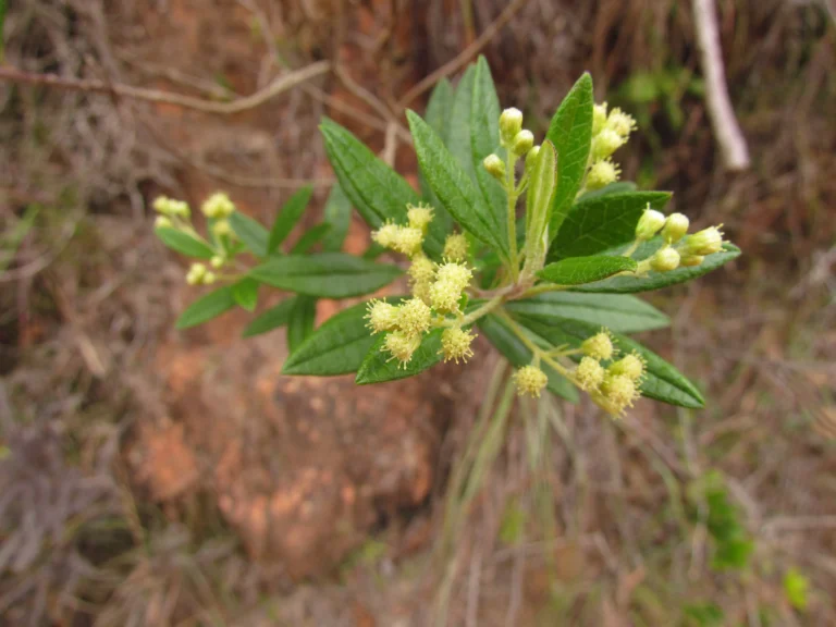 Bacharis calvescens (5)
