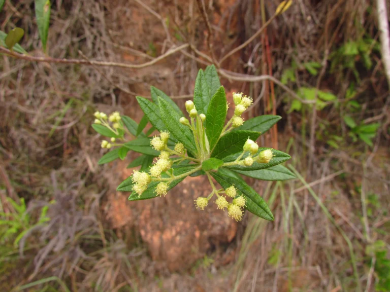 Bacharis calvescens (3)