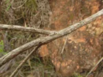 Bacharis calvescens (1)