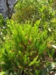 Baccharis wagenitzii (5)