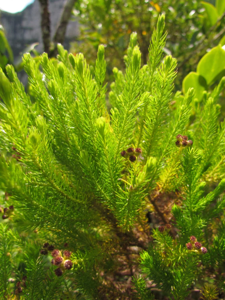 Baccharis wagenitzii (6)