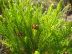 Baccharis wagenitzii (3)