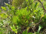 Baccharis wagenitzii (2)