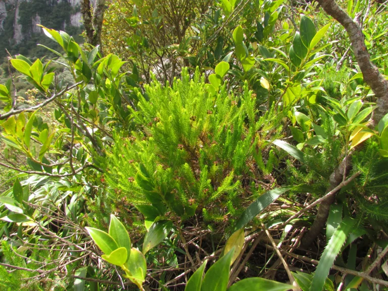 Baccharis wagenitzii (2)