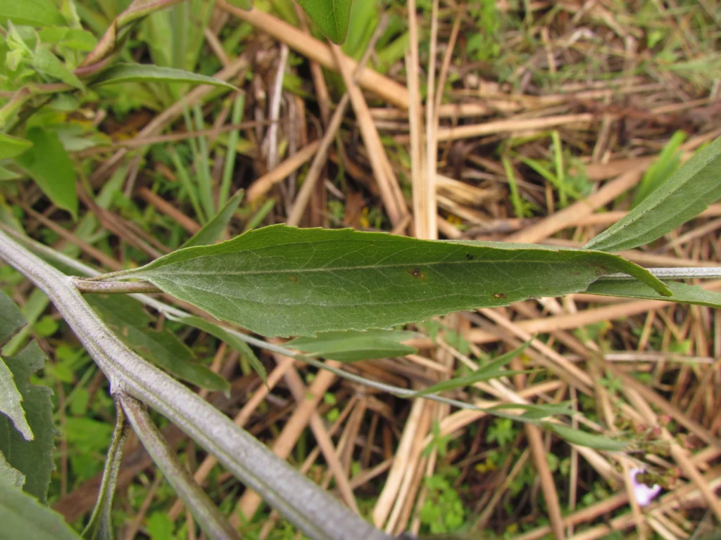Baccharis vulneraria (49)