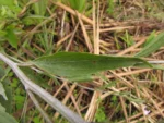Baccharis vulneraria (49)