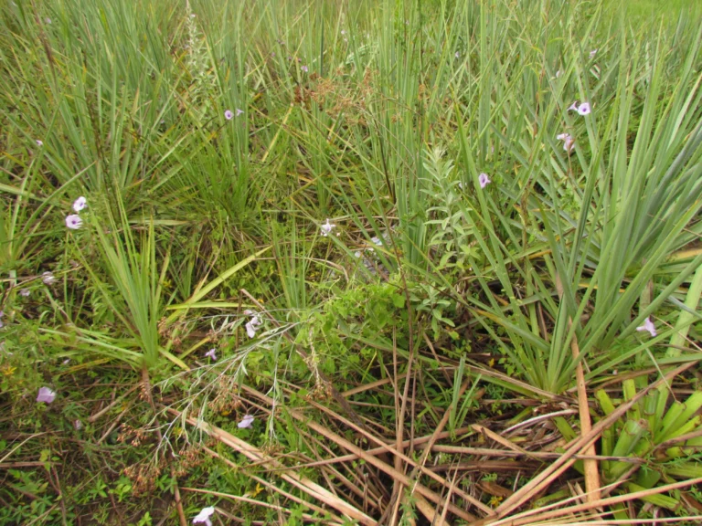 Baccharis vulneraria (44)