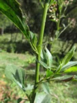 Baccharis vulneraria (43)