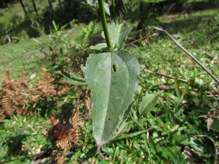 Baccharis vulneraria (42)