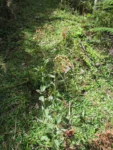Baccharis vulneraria (39)