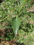 Baccharis vulneraria (38)