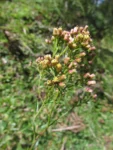 Baccharis vulneraria (36)