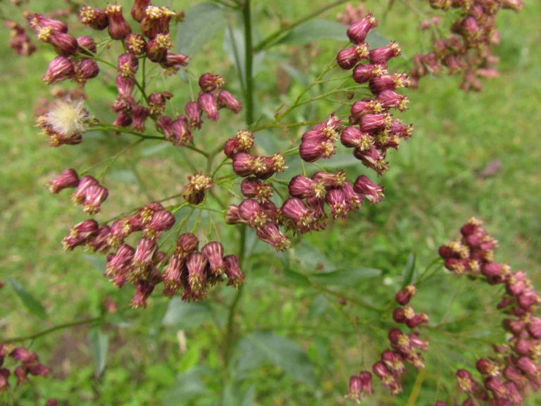 Baccharis vulneraria (31)