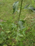 Baccharis vulneraria (32)