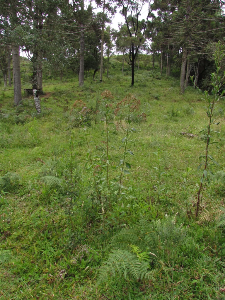 Baccharis vulneraria (17)