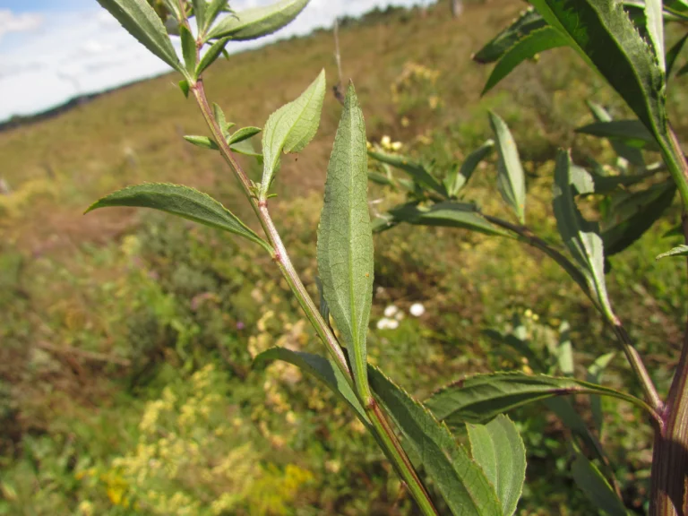 Baccharis vulneraria (15)