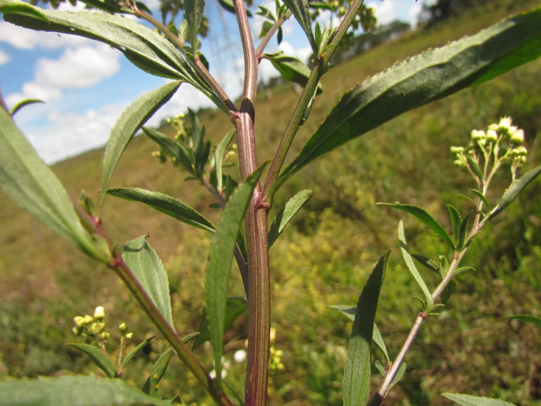 Baccharis vulneraria (16)