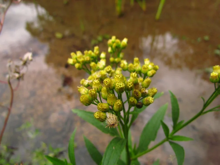 Baccharis vulneraria (10)