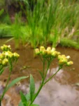 Baccharis vulneraria (9)