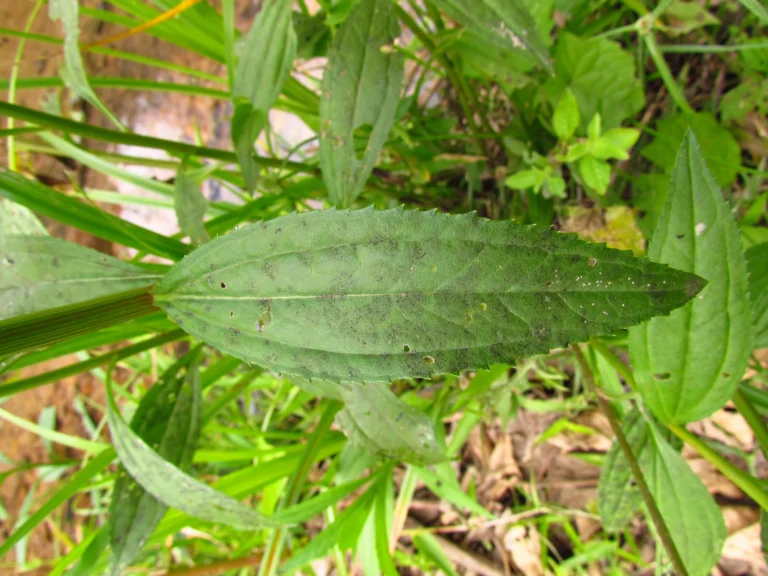 Baccharis vulneraria (7)