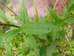 Baccharis vulneraria (5)