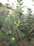 Baccharis uncinella (18)