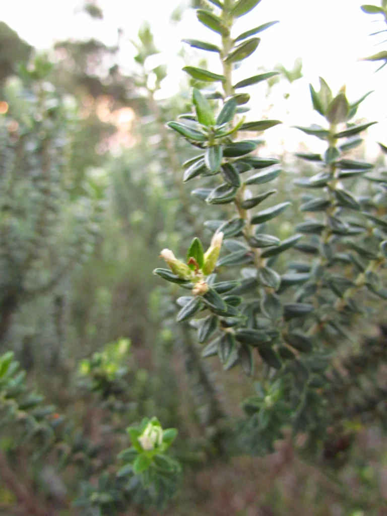 Baccharis uncinella (18)