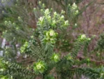 Baccharis uncinella (15)