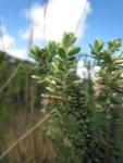 Baccharis uncinella (12)