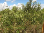 Baccharis uncinella (9)