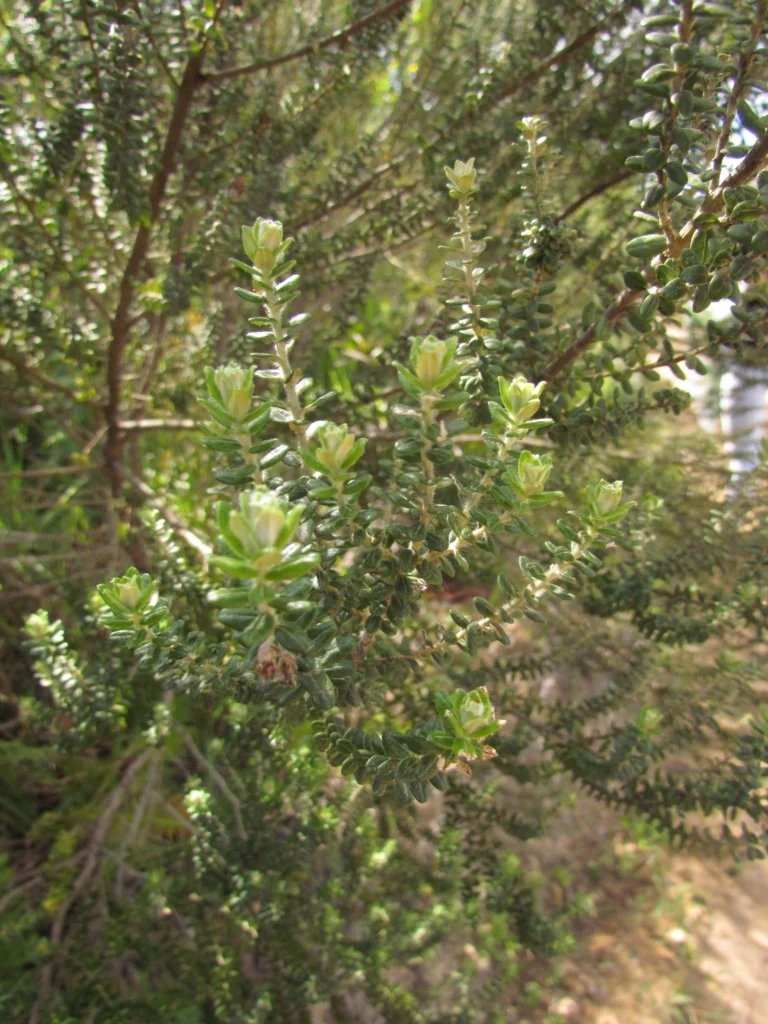 Baccharis uncinella (8)