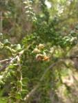Baccharis uncinella (4)