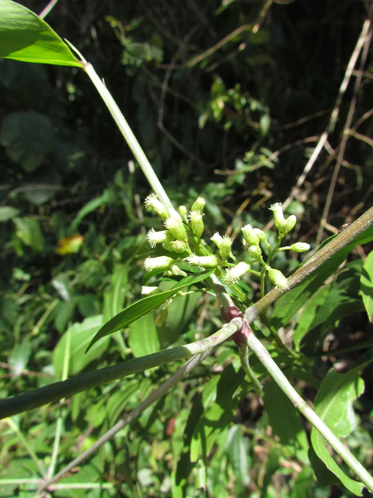 Baccharis trinervis (15)
