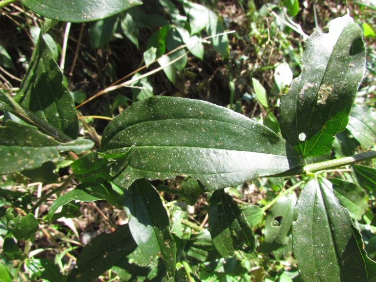 Baccharis trinervis (16)
