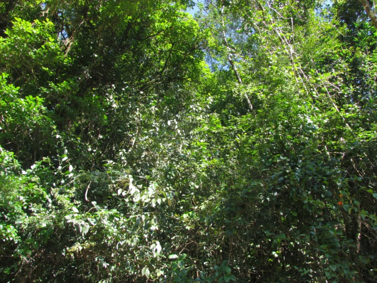 Baccharis trinervis (11)