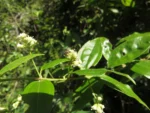 Baccharis trinervis (5)