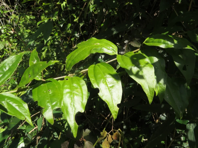 Baccharis trinervis (6)