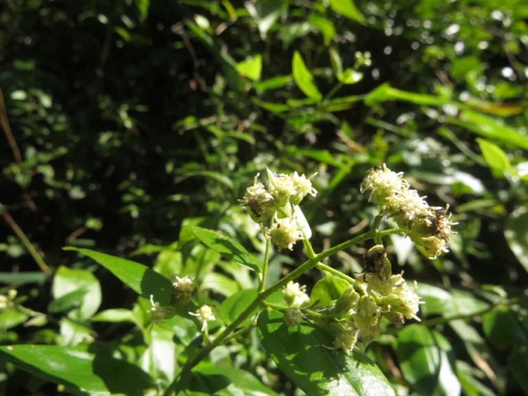 Baccharis trinervis (3)