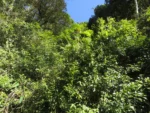 Baccharis trinervis (1)