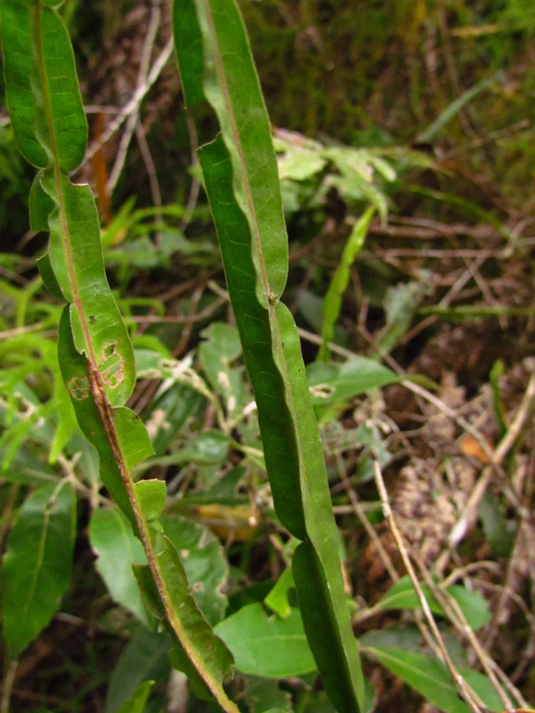 Baccharis trimera (10)