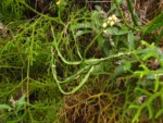 Baccharis trimera (11)