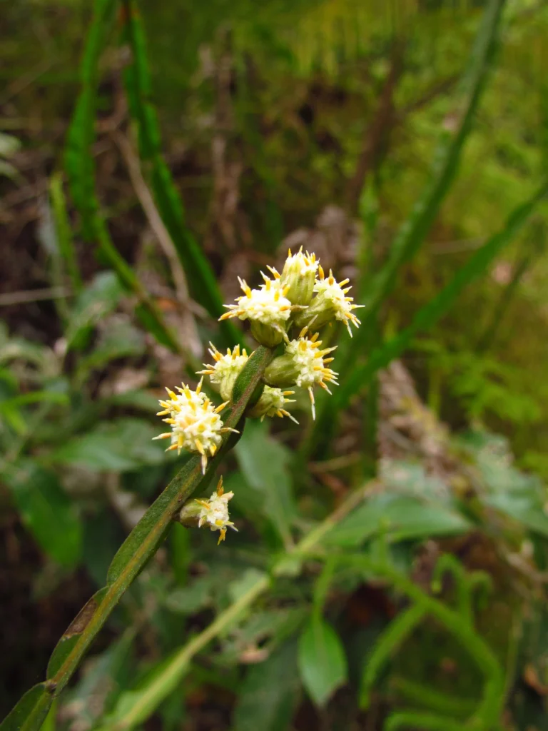 Baccharis trimera (7)