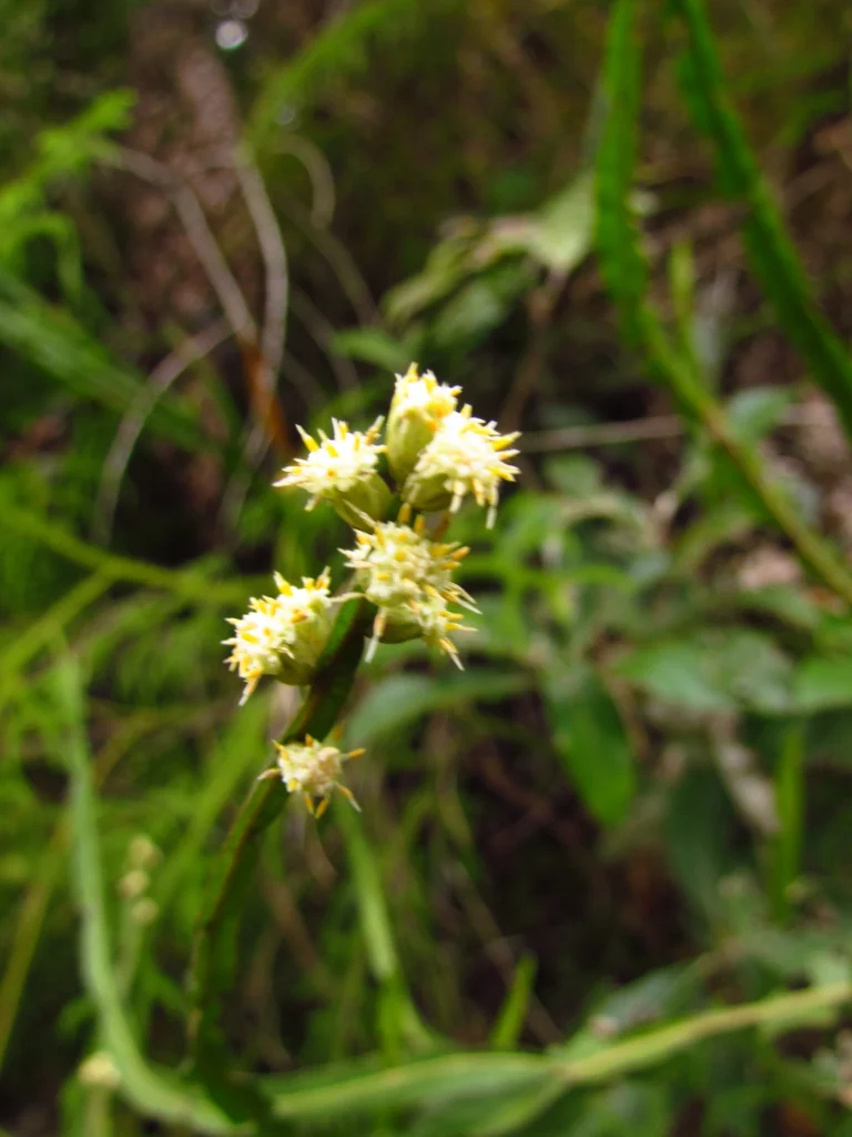 Baccharis trimera (5)