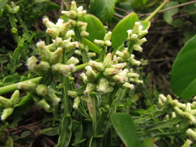 Baccharis subtropicalis (19)